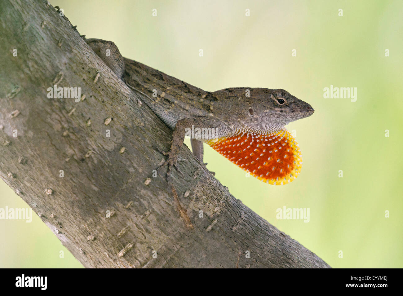 Brown anole, Cuban anole (Anolis sagrei, Norops sagrei), male displaying its dewlap, USA, Florida, Kissimmee Stock Photo