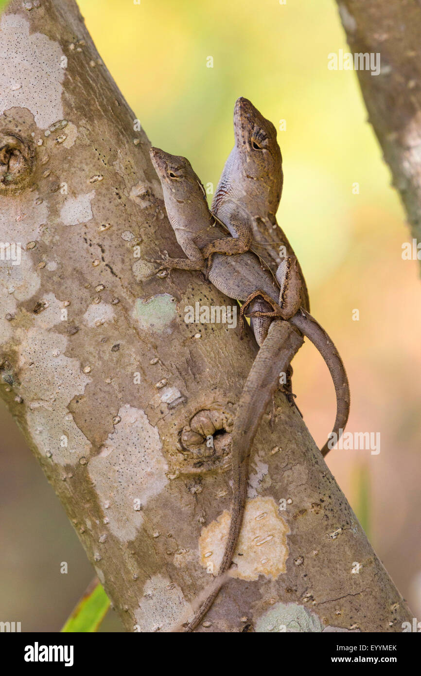 Brown anole, Cuban anole (Anolis sagrei, Norops sagrei), mating, USA, Florida, Kissimmee Stock Photo