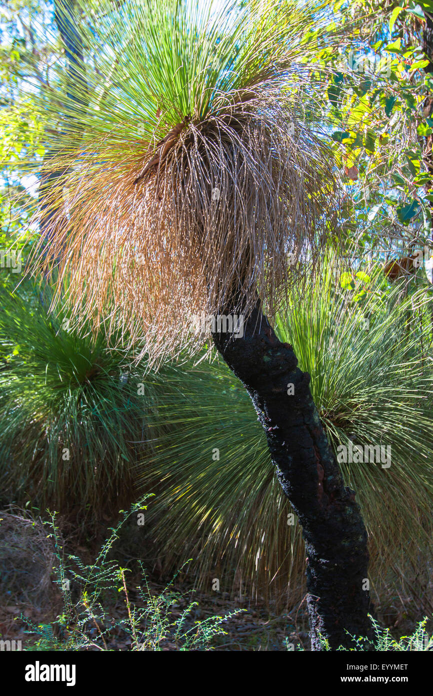 Grass Tree, Black Boy (Xanthorrhoea spec.), several grass trees next to eachother, Australia, Western Australia, Cave Road Stock Photo