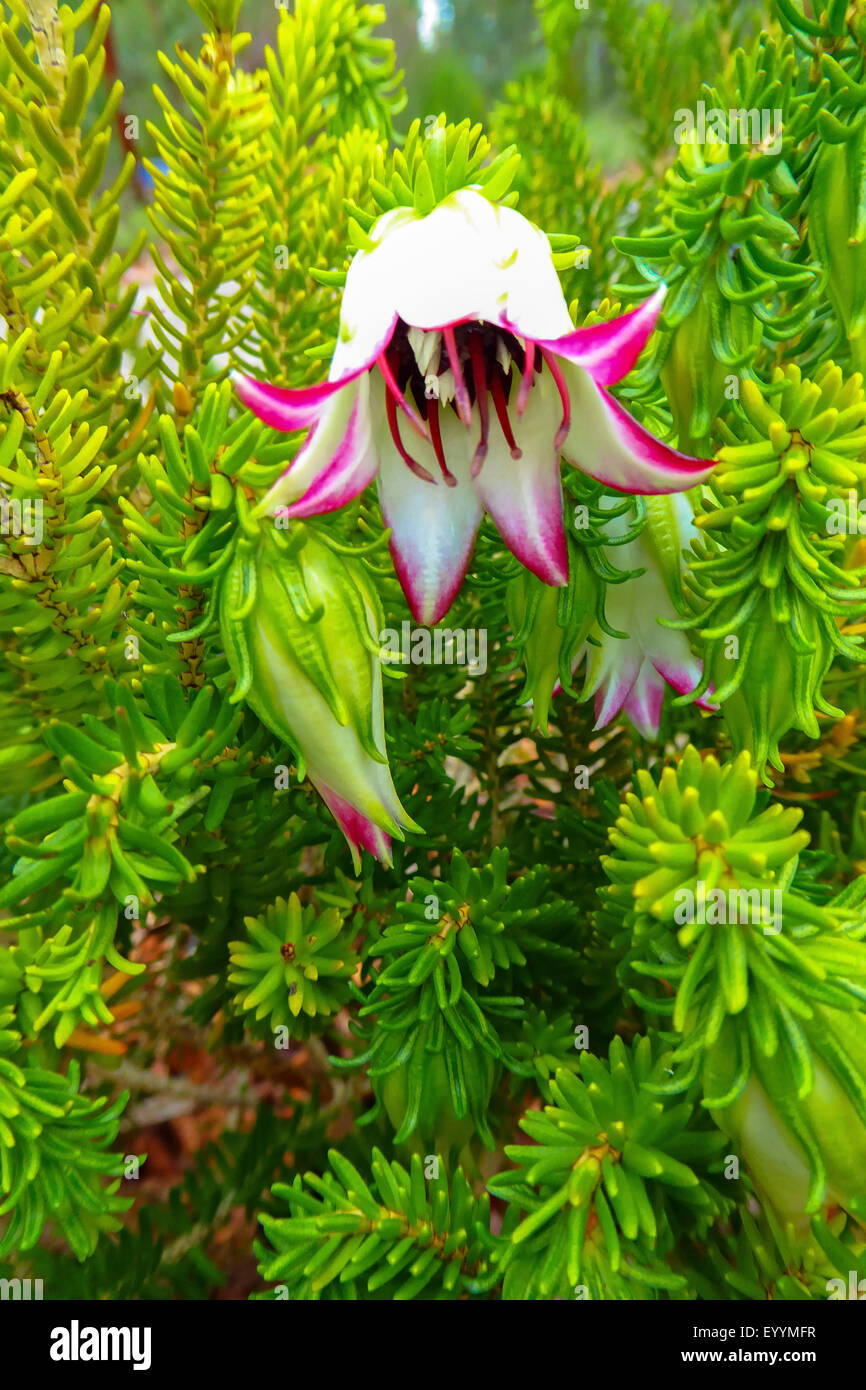 Cranbrook Bell (Darwinia meeboldii), flower and flower buds, Australia, Western Australia Stock Photo