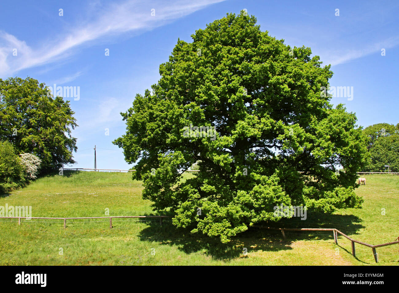 common oak, pedunculate oak, English oak (Quercus robur), on a paddock in summer, Germany, North Rhine-Westphalia Stock Photo