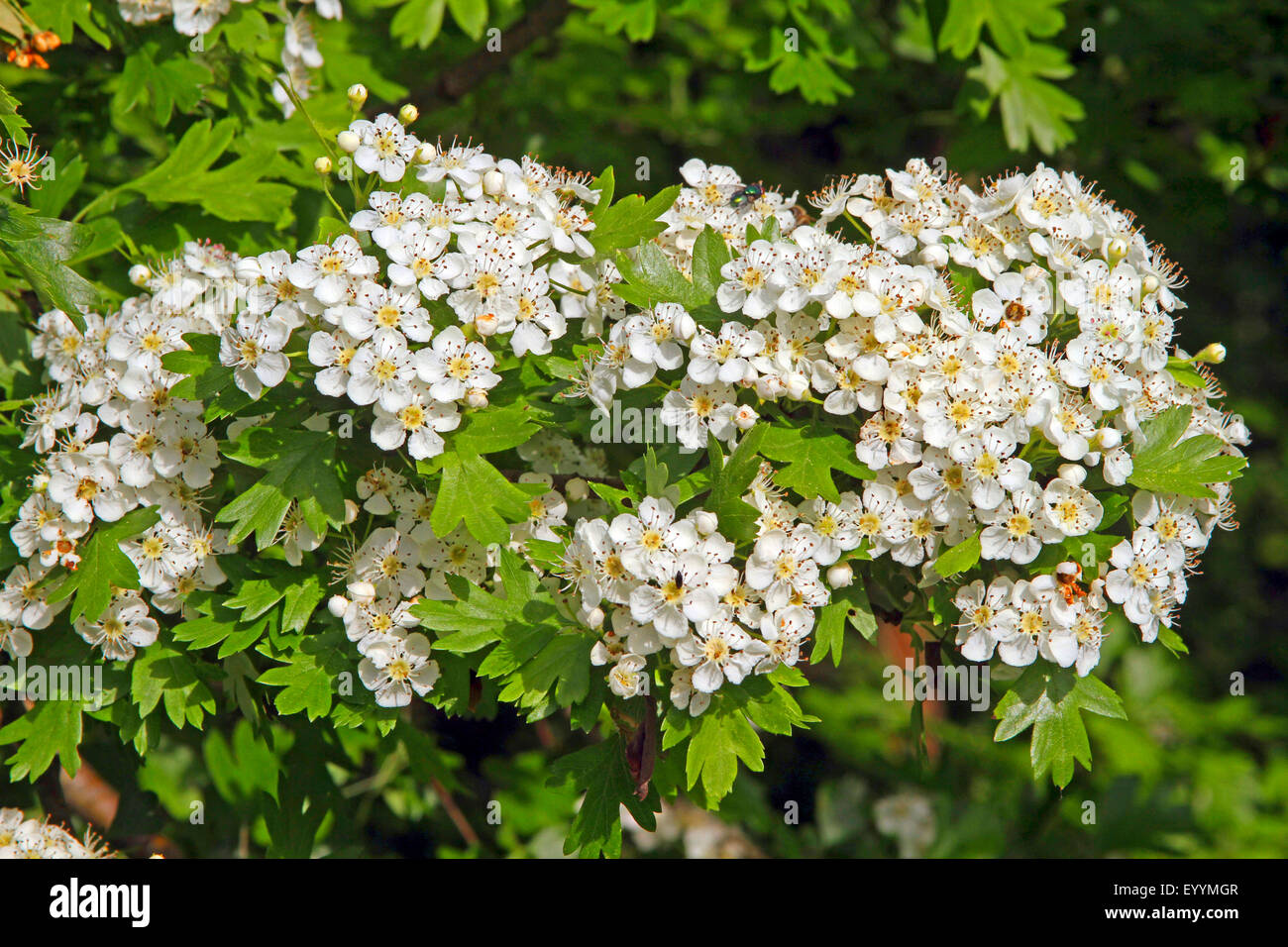 common hawthorn, singleseed hawthorn, English hawthorn (Crataegus monogyna), flowering twig, Germany, North Rhine-Westphalia Stock Photo