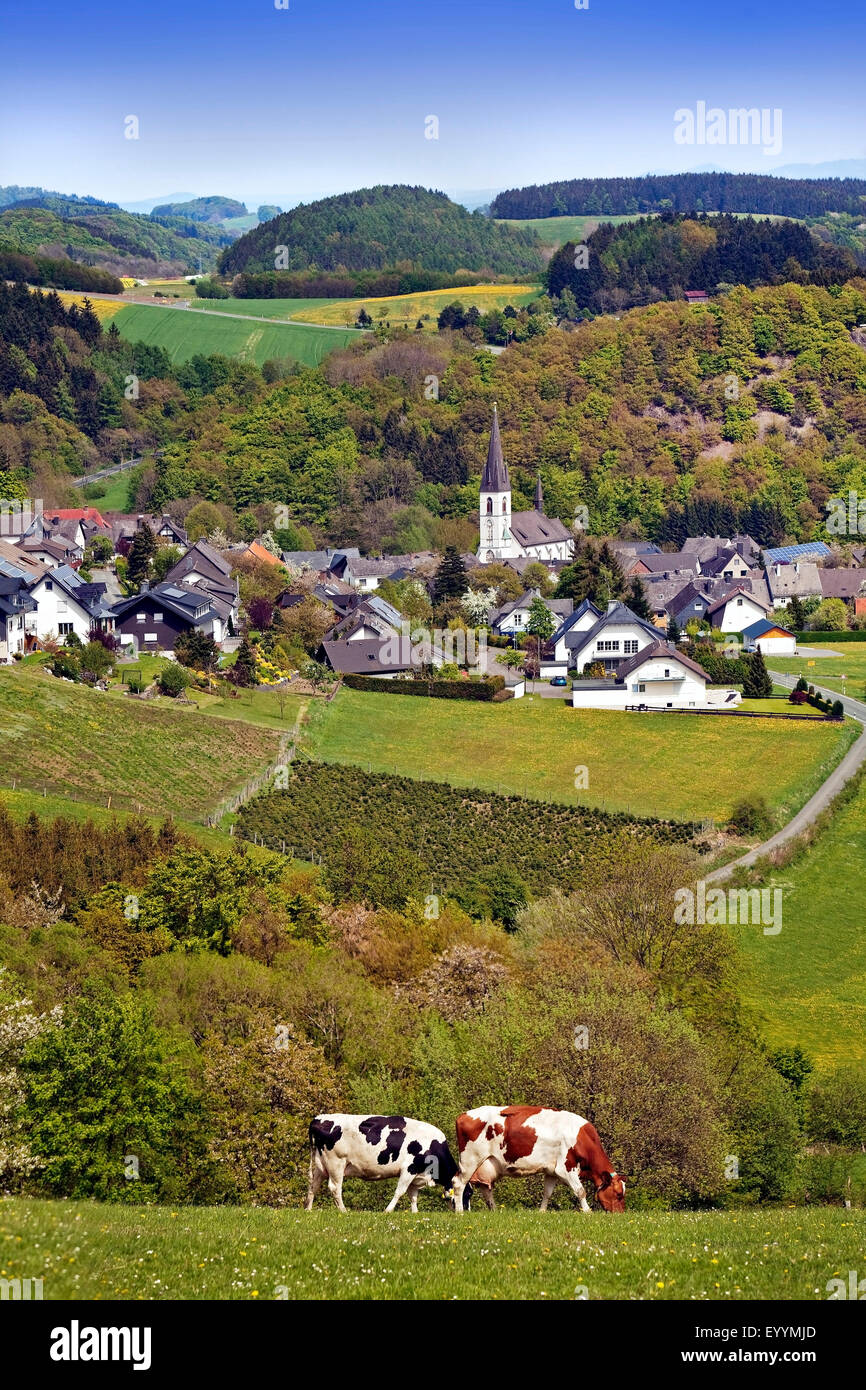 view to low mountain scenery with happy cows and village Duedinghausen of Medebach, Germany, North Rhine-Westphalia, Olsberg Stock Photo