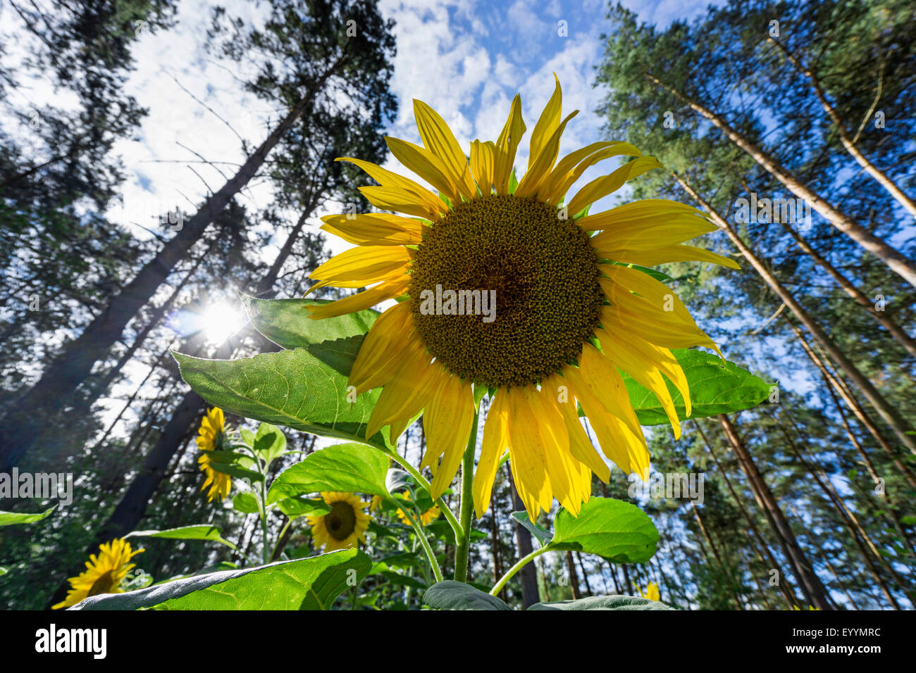 common sunflower (Helianthus annuus), sunflowers from worms-eye view in fornt of coniferous forest, Germany, Brandenburg Stock Photo