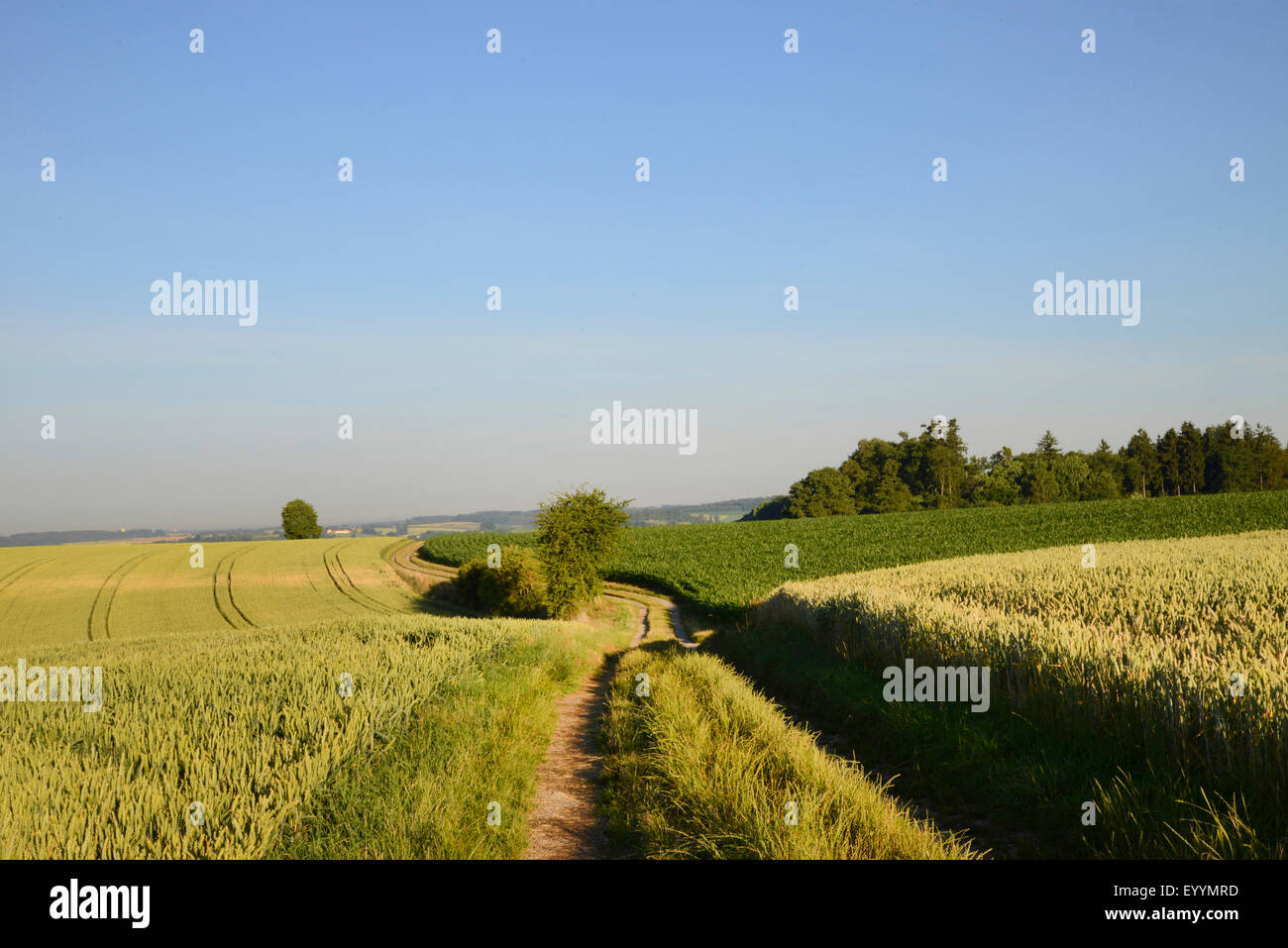 fieldpath between grain fields in summer, Germany, Bavaria Stock Photo