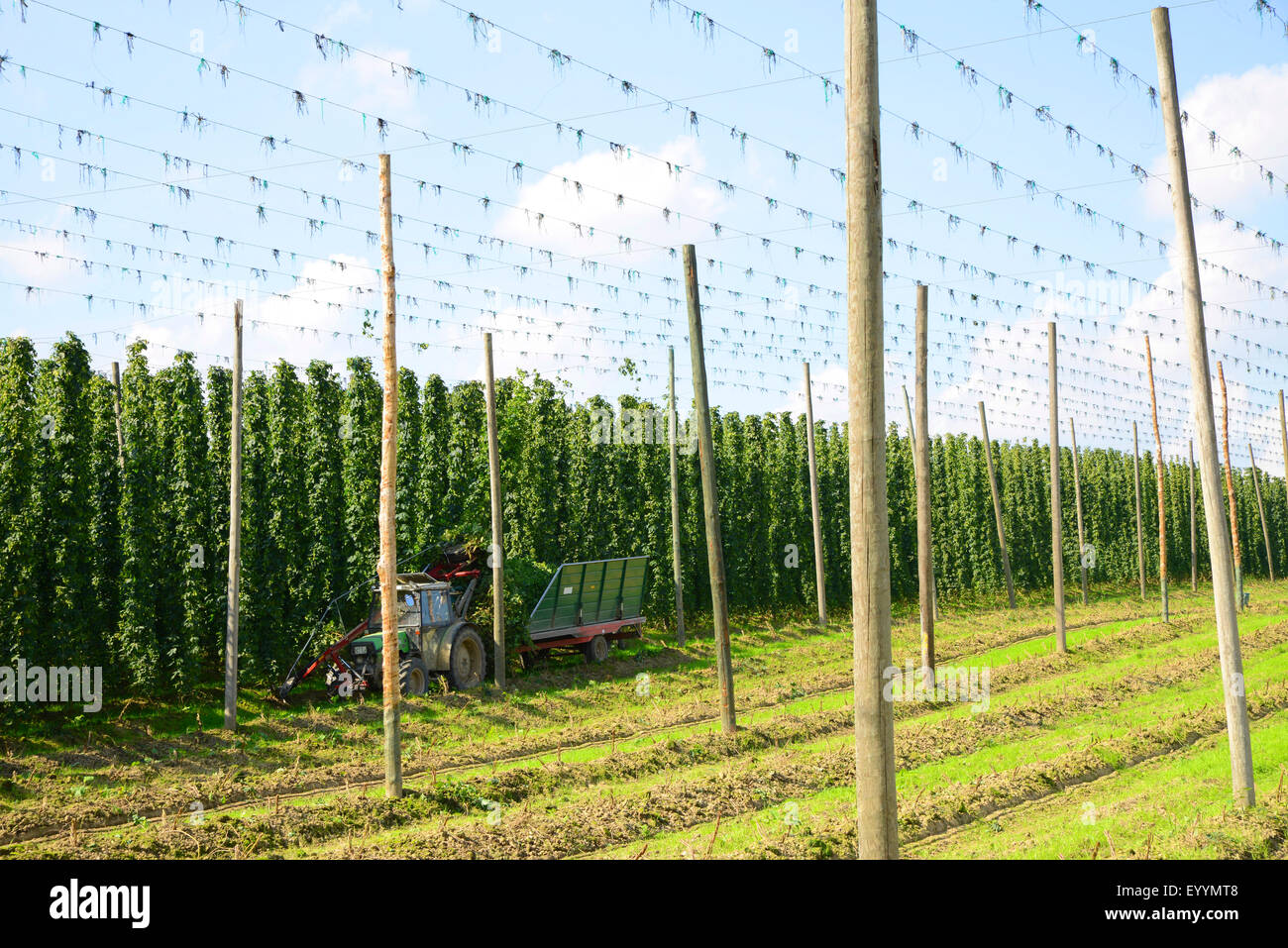 common hop (Humulus lupulus), hop garden, harvesting hops, Germany, Bavaria Stock Photo