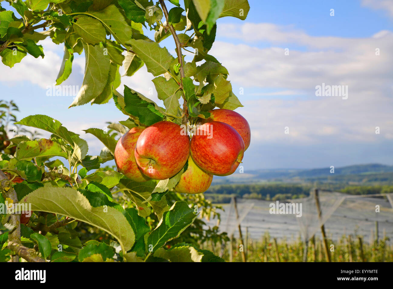 apple tree (Malus domestica), ripe apples on apple tree, Germany, Baden