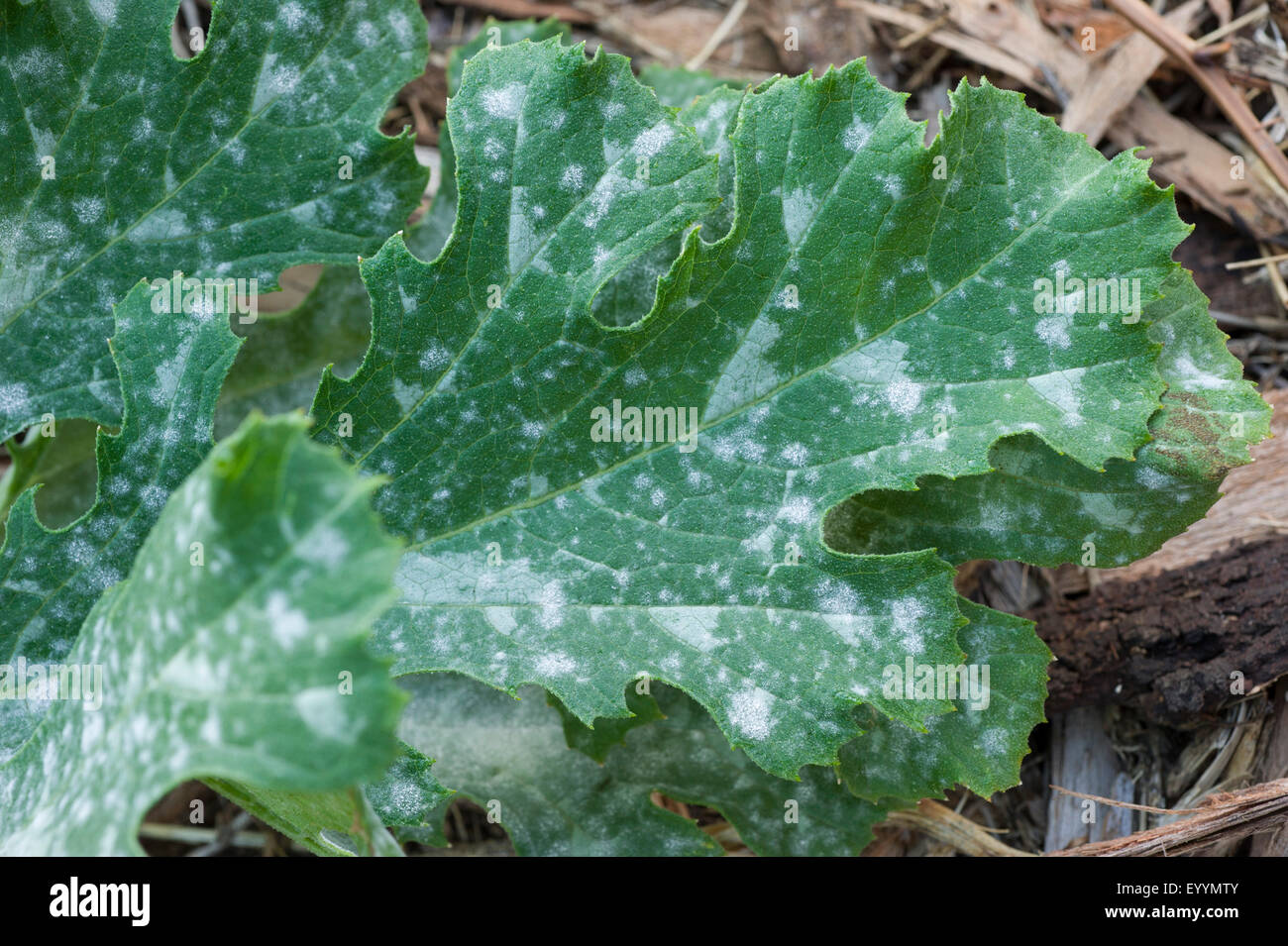 Powdery Mildew On Zucchini Leaves