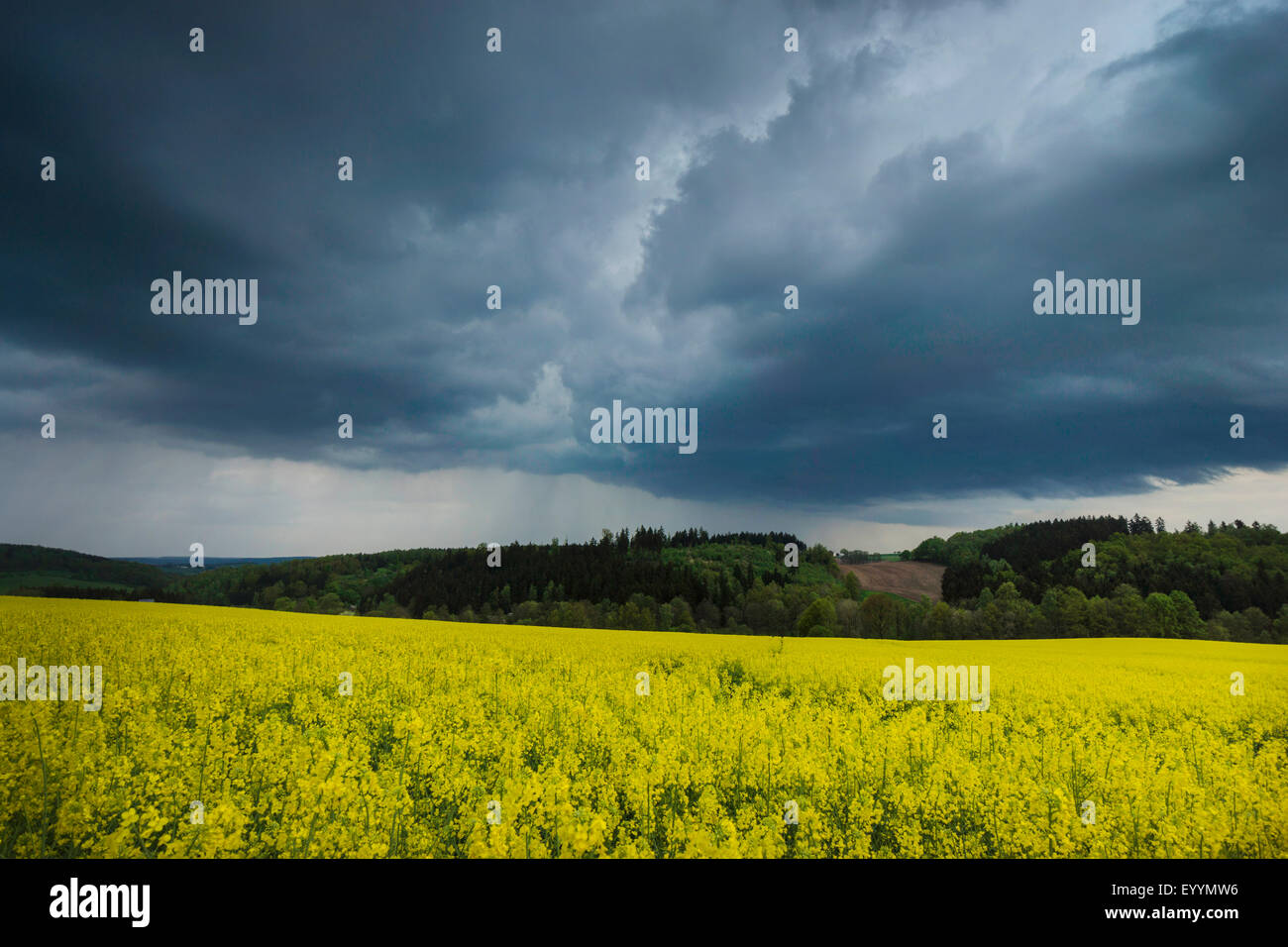 rape, turnip (Brassica napus), rain cloud above blooming rape field, Germany, Saxony, Vogtland, Jocketa Stock Photo