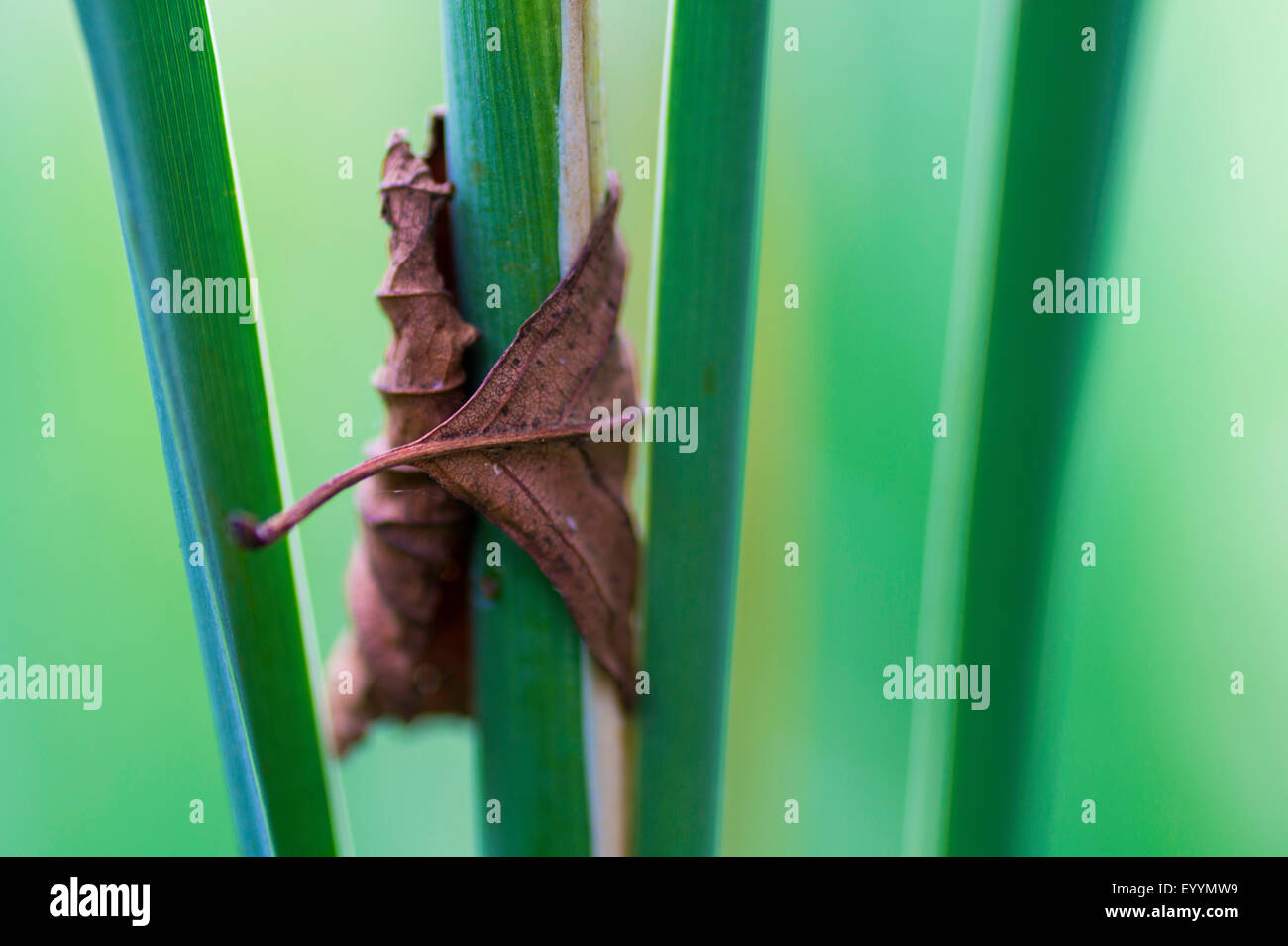 withered leaf lags a stem, Germany, Thueringen, Plothener Teichgebiet Stock Photo
