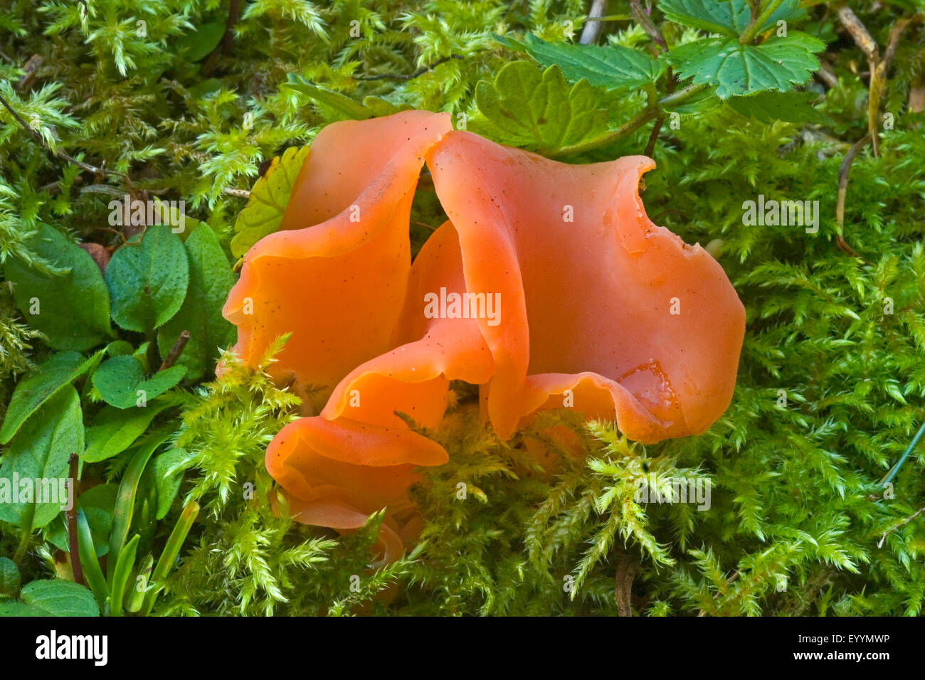 Apricot jelly mushroom hires stock photography and images Alamy