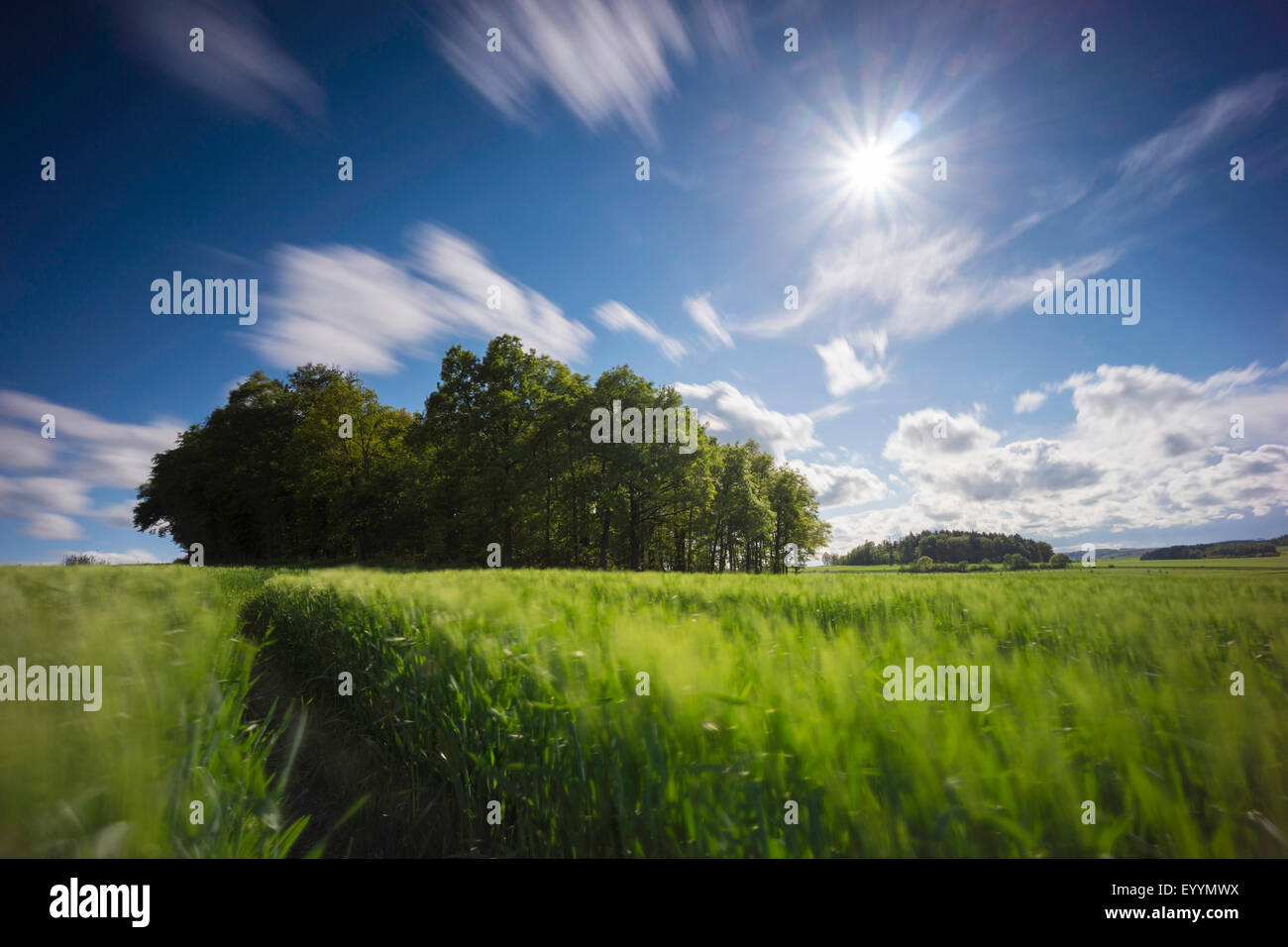 grove in field landscape, Germany, Saxony, Vogtland, Jocketa Stock Photo