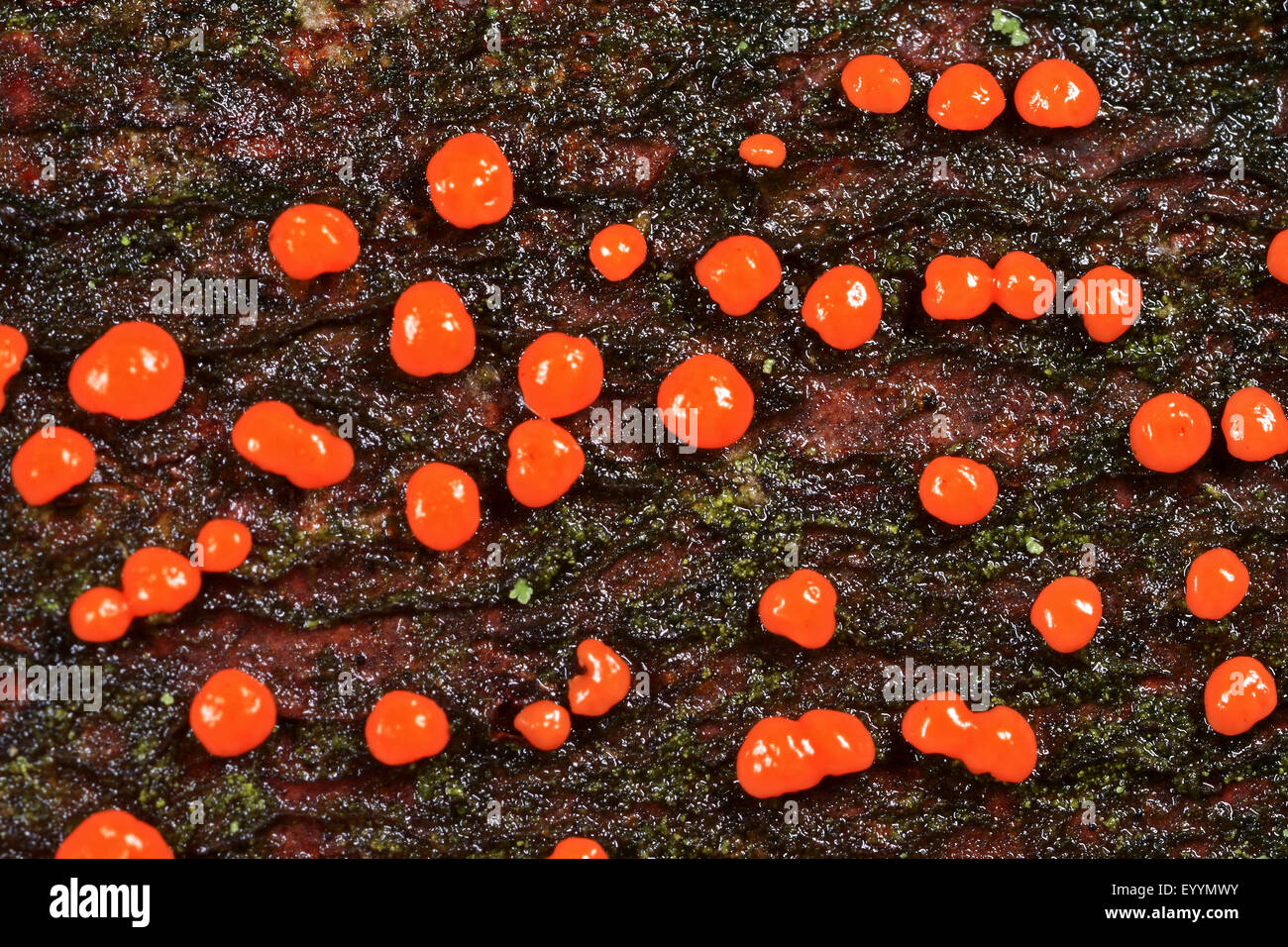 Coral spot (Nectria cinnabarina), coral spots on deadwood, Germany Stock Photo