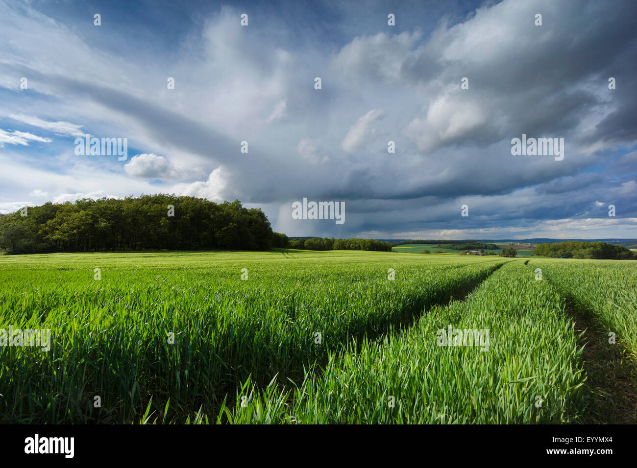 clouds above grain field, Germany, Saxony, Vogtland, Jocketa Stock Photo