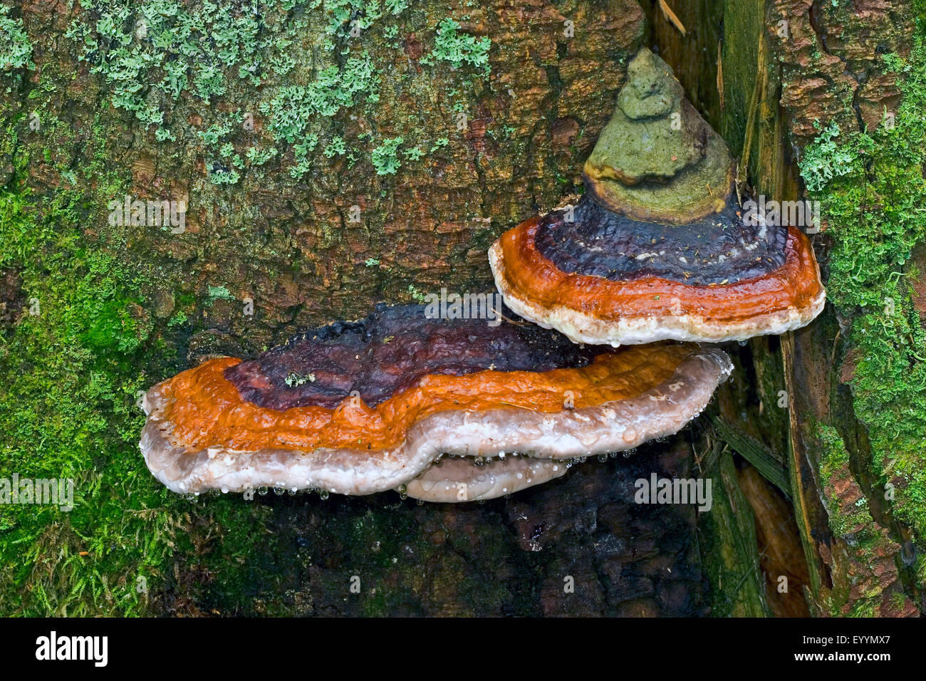 Red Banded Polypore, Red-banded Polypore, Red belted Bracket, Red-belted Bracket (Fomitopsis pinicola, Fomes pinicola, Fomes marginatus), fruiting bodies at a tree trunk, Germany Stock Photo