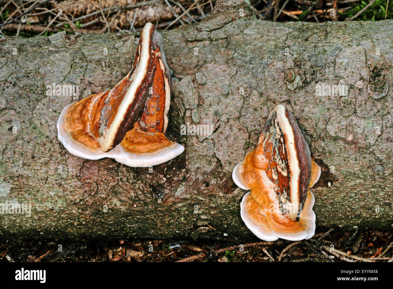 Red Banded Polypore, Red-banded Polypore, Red belted Bracket, Red-belted Bracket (Fomitopsis pinicola, Fomes pinicola, Fomes marginatus), fruiting bodies at a tree trunk, Germany Stock Photo