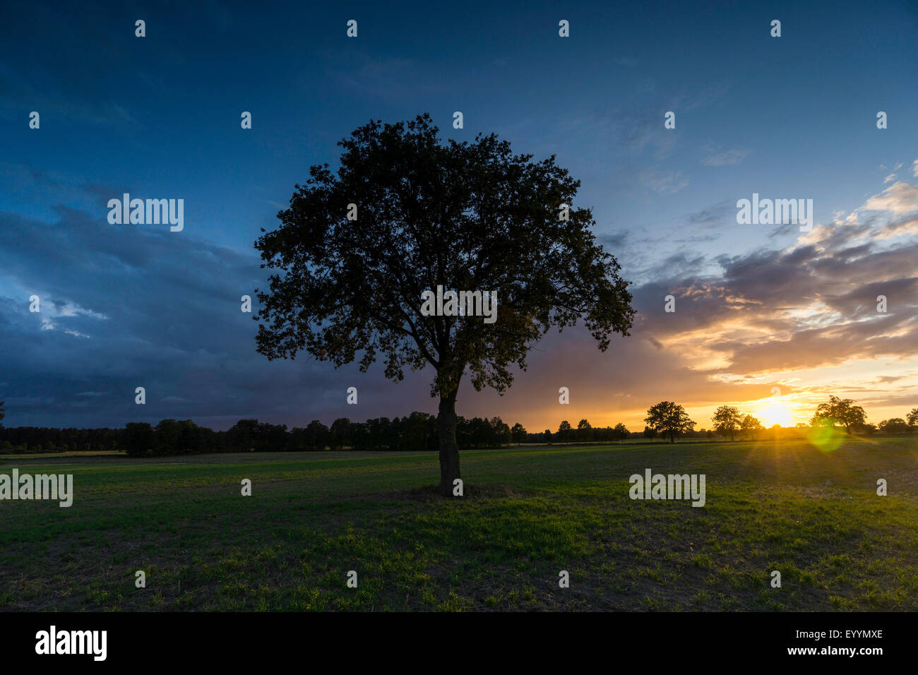 single tree in a meadow in front of sunrise, Germany, Brandenburg, Templin Stock Photo