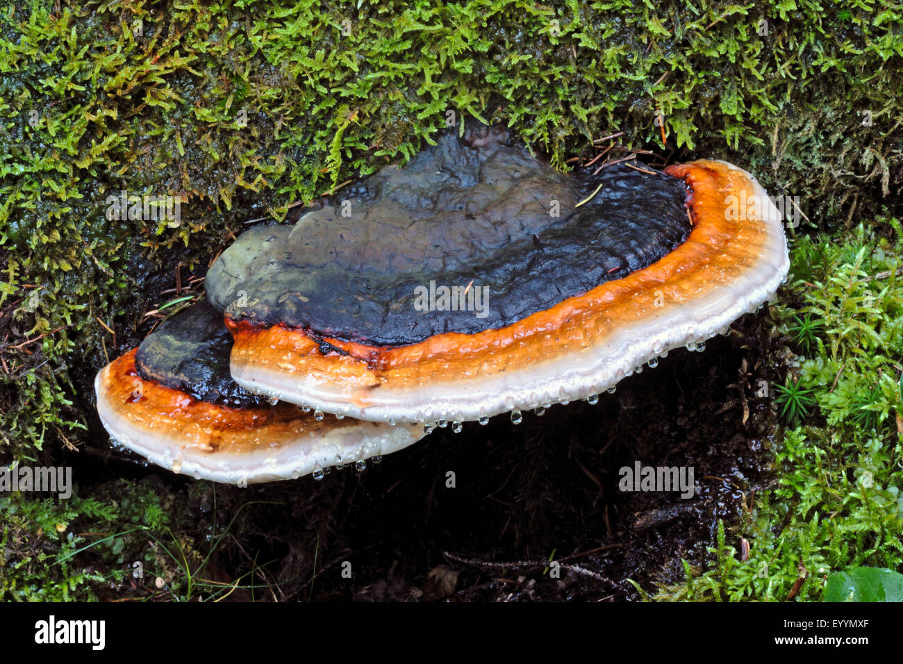 Red Banded Polypore, Red-banded Polypore, Red belted Bracket, Red-belted Bracket (Fomitopsis pinicola, Fomes pinicola, Fomes marginatus), fruiting bodies at a  mossy tree trunk, Germany Stock Photo