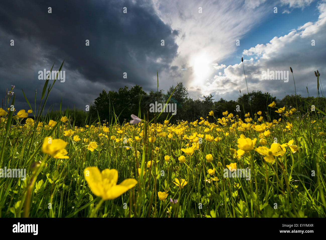 crowfoot (Ranunculus spec.), blooming meadow with upcoming rain clouds, Germany, Saxony, Vogtland, Jocketa Stock Photo