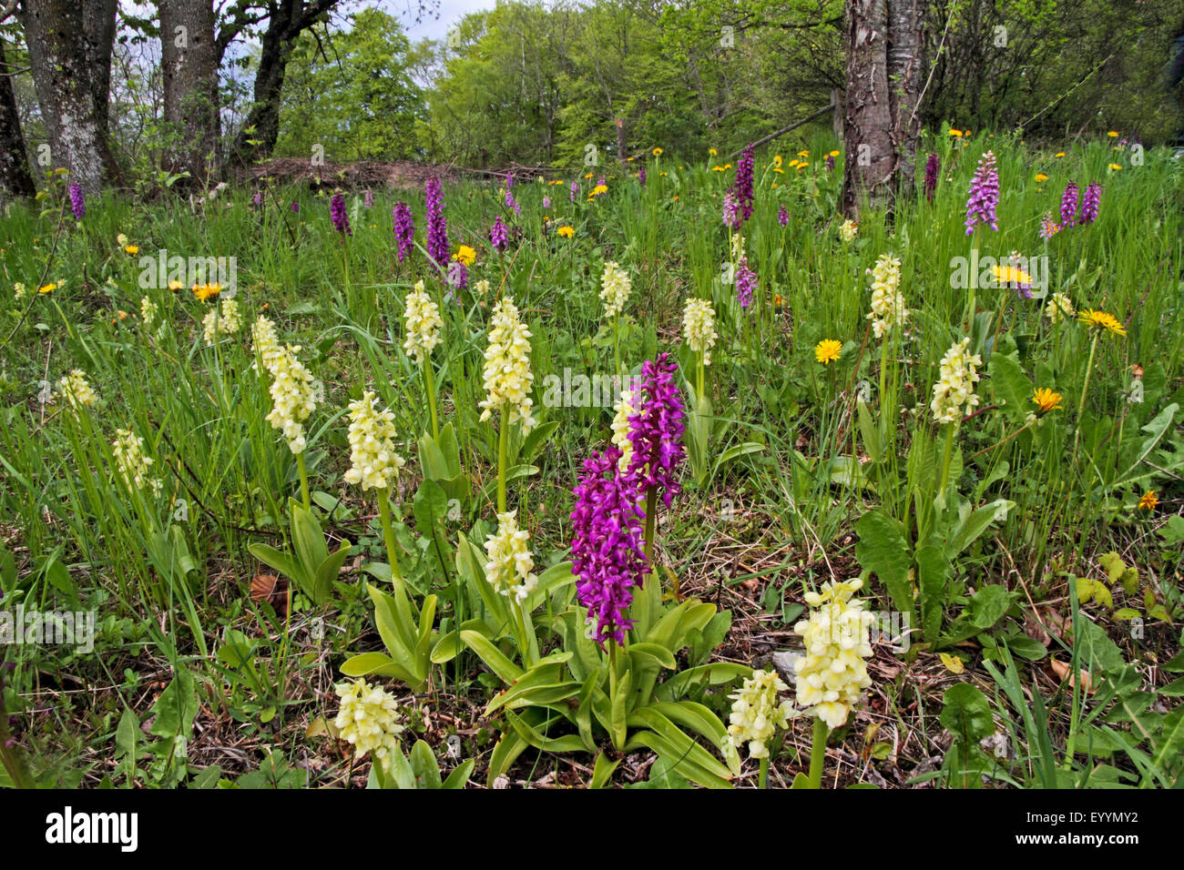 pale-flowered orchid (Orchis pallens), colour varieties, Germany Stock Photo