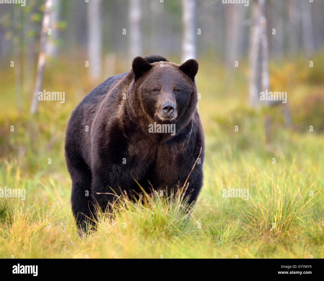 European brown bear (Ursus arctos arctos), baer in a Finnish highmoor in autumn, Finland Stock Photo