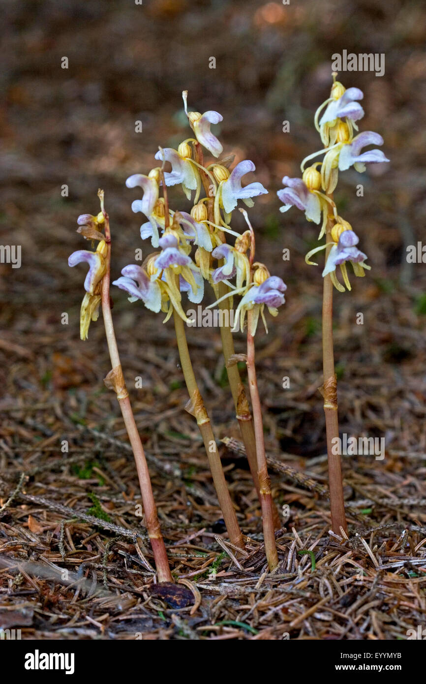 ghost orchid (Epipogium aphyllum), blossoms of the ghost orchid