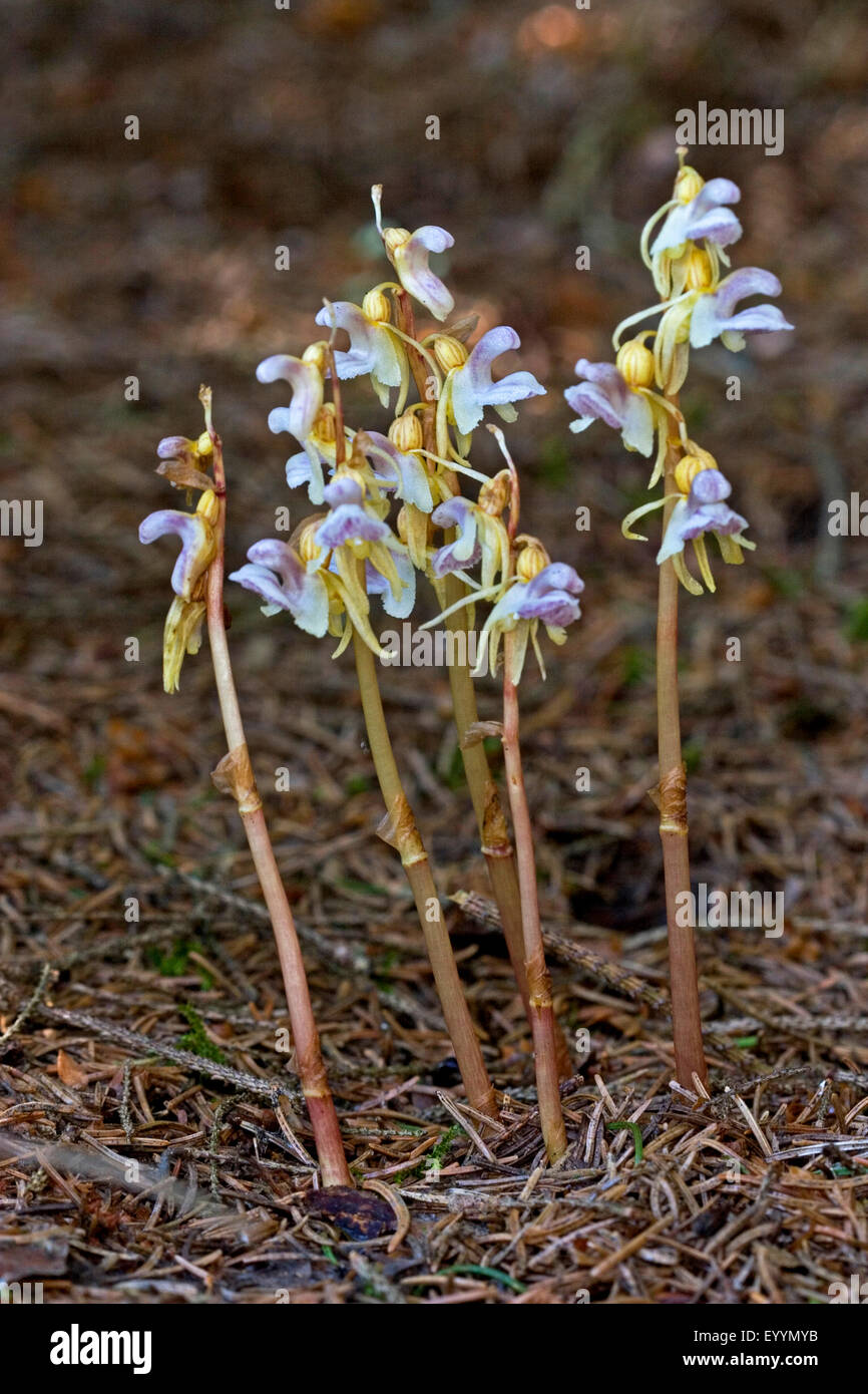 ghost orchid (Epipogium aphyllum), blossoms of the ghost orchid, Germany Stock Photo