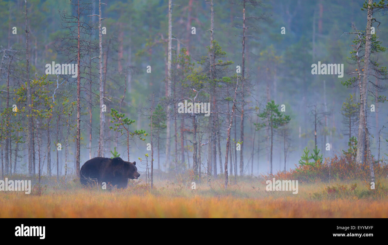 European brown bear (Ursus arctos arctos), baer in a Finnish highmoor in autumn with ground fog, Finland Stock Photo