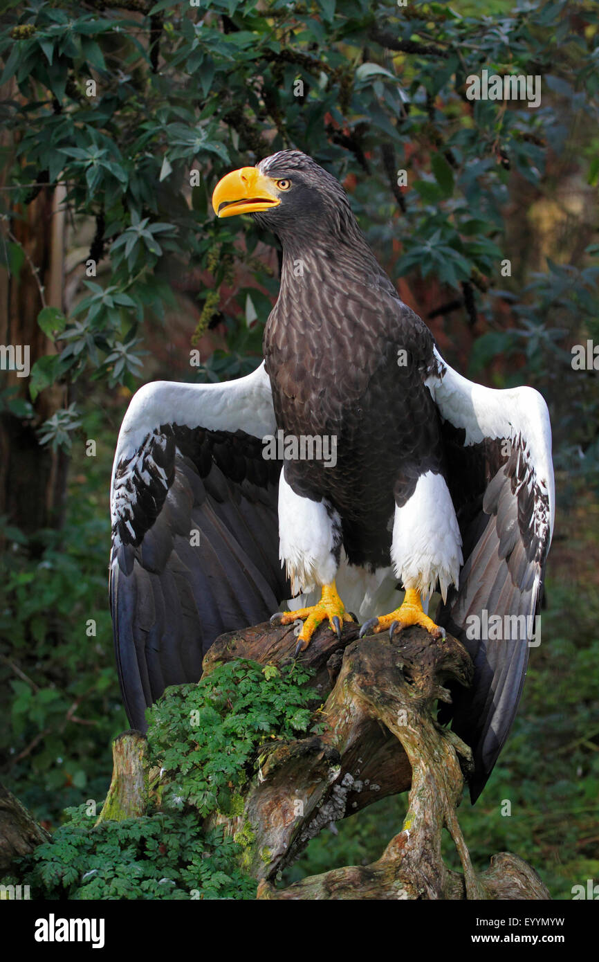 Steller's sea eagle (Haliaeetus pelagicus), with straddled wings on a root Stock Photo