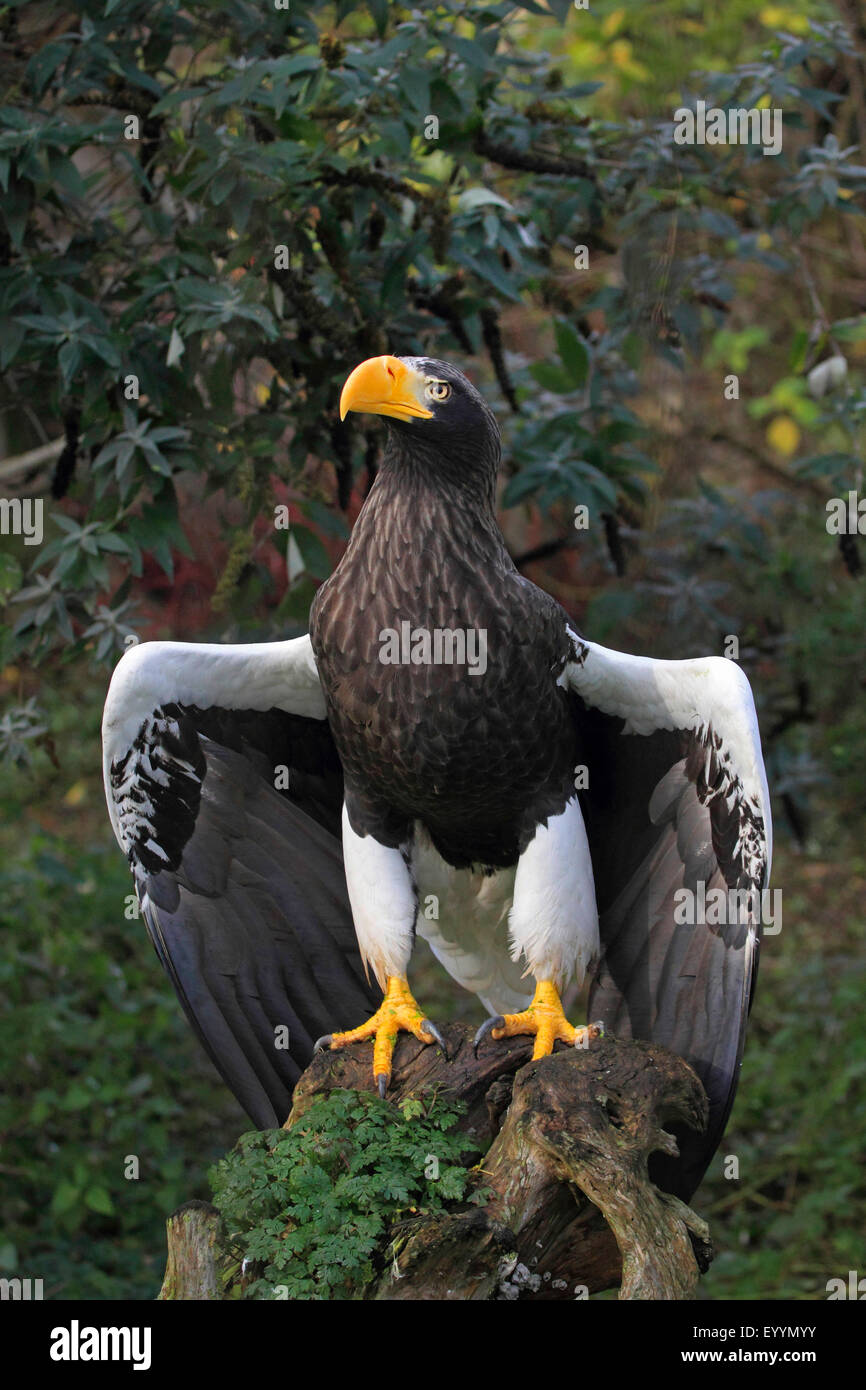 Steller's sea eagle (Haliaeetus pelagicus), with straddled wings on a root Stock Photo