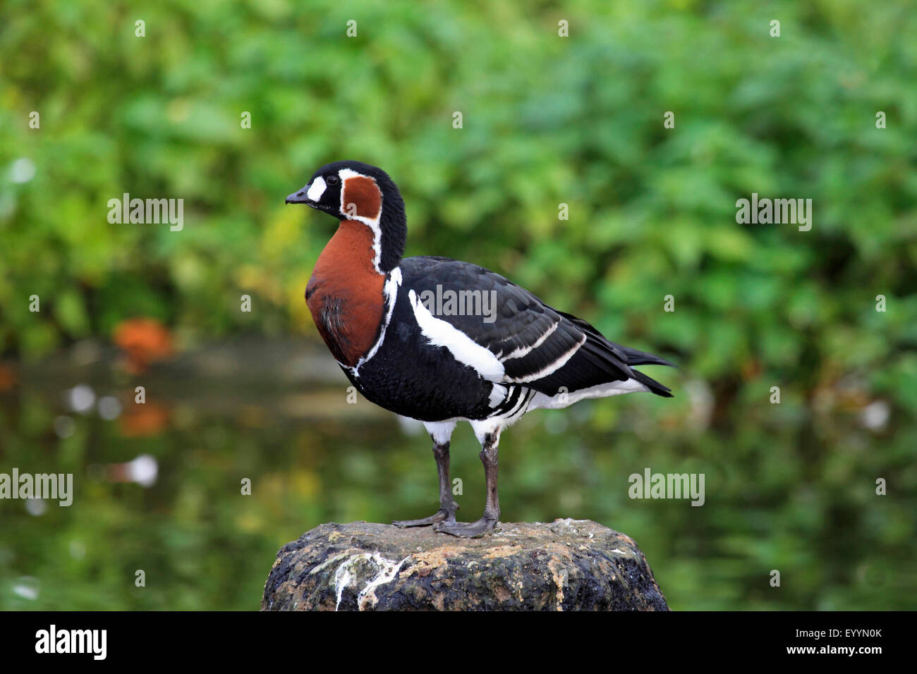 red-breasted goose (Branta ruficollis), stands on a stone Stock Photo