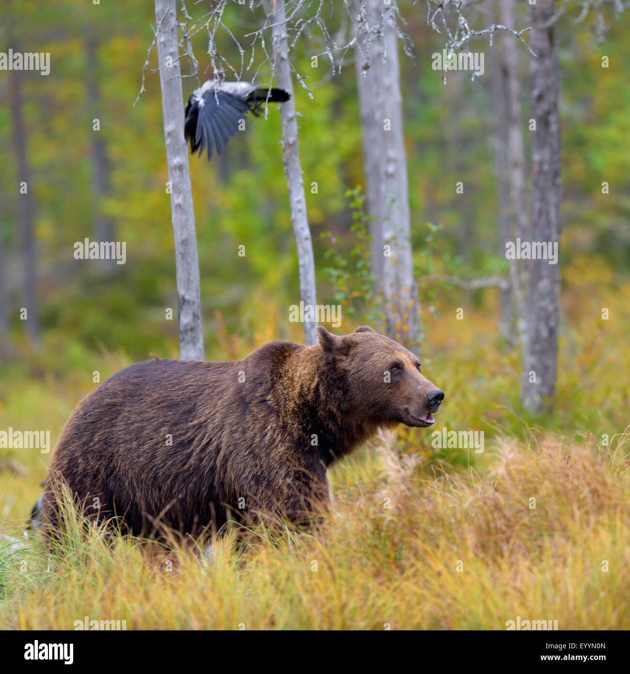 European brown bear (Ursus arctos arctos), large bear in a Finnish Highmoor in autumn, Finland Stock Photo