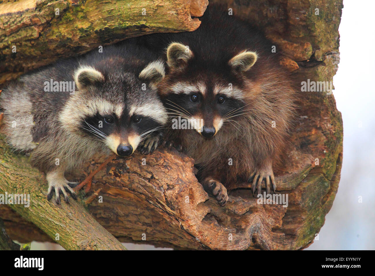 common raccoon (Procyon lotor), two raccoons sit on an old tree, Germany Stock Photo
