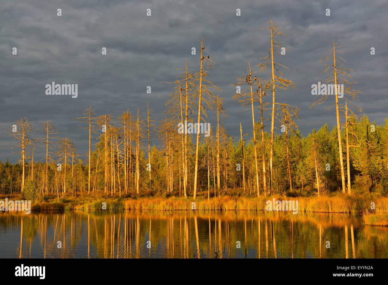 Scotch pine, Scots pine (Pinus sylvestris), evening mood at a lake, Finland Stock Photo