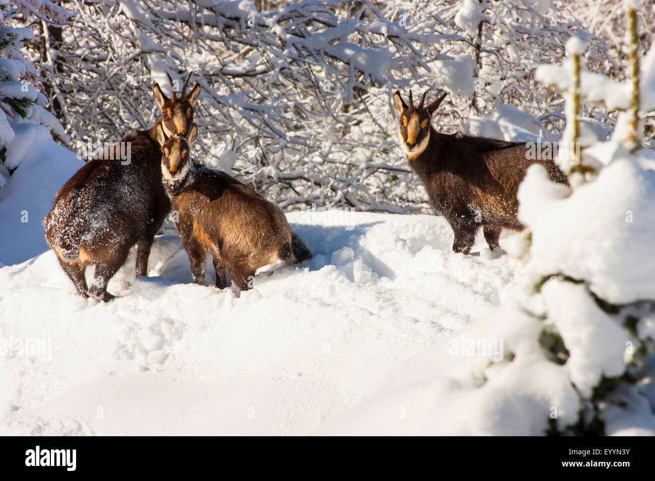 chamois (Rupicapra rupicapra), three chamoises in a snowy mountain forest, Switzerland, Valais, Riederalp Stock Photo