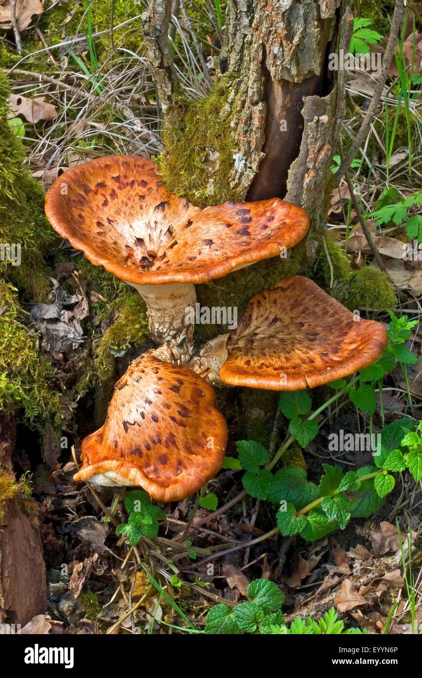 Dryad's saddle, Pheasant's back mushroom (Polyporus squamosus), fruiting bodies at an old, dying off chestnut tree, together with English ivy, Germany Stock Photo