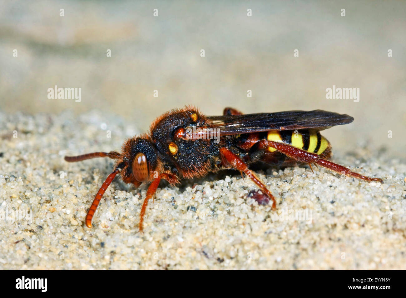 Cuckoo bee (Nomada lathburiana), on the ground, Germany Stock Photo
