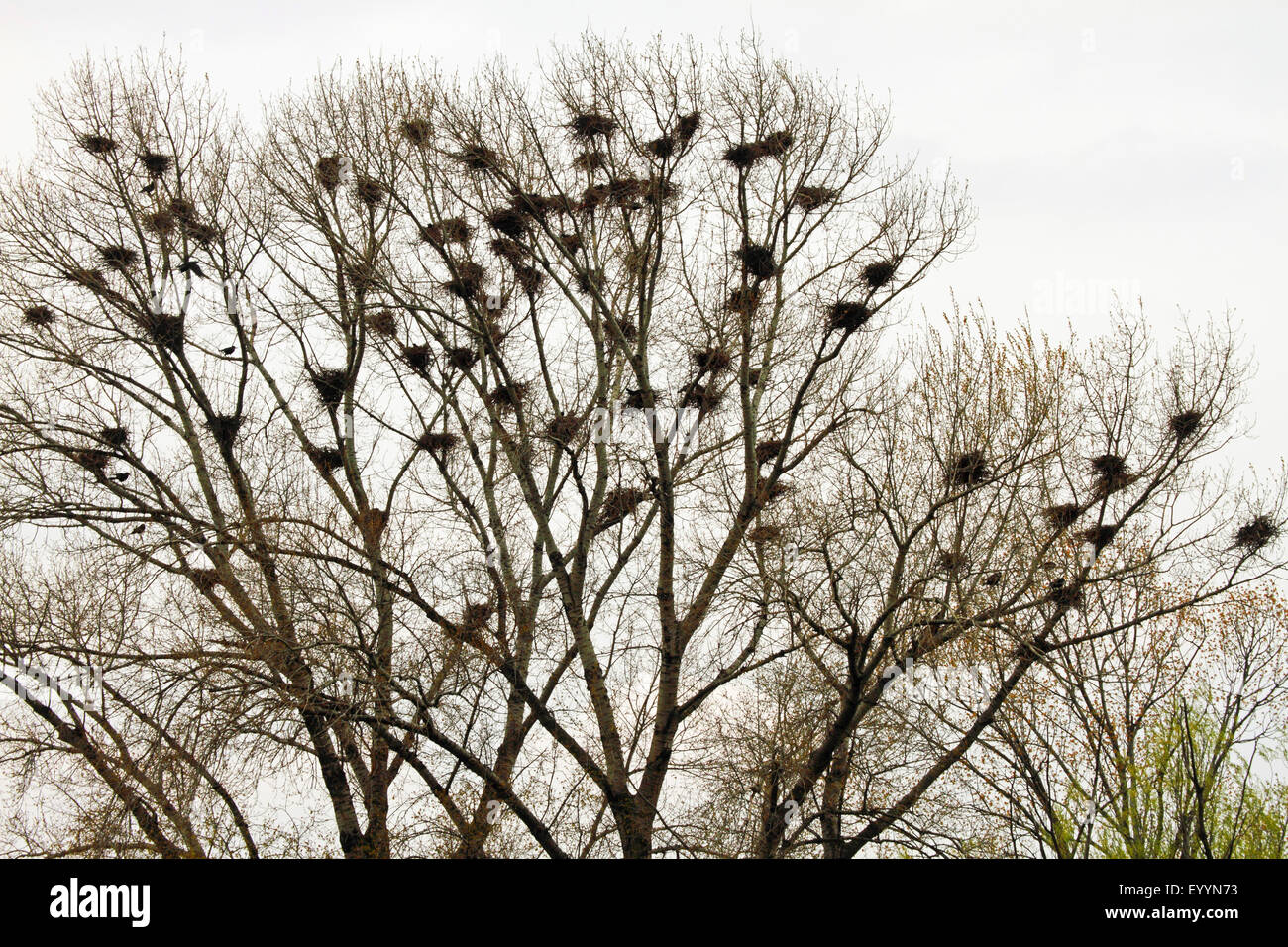 rook (Corvus frugilegus), rook colonie in a leafless tree in winter ...