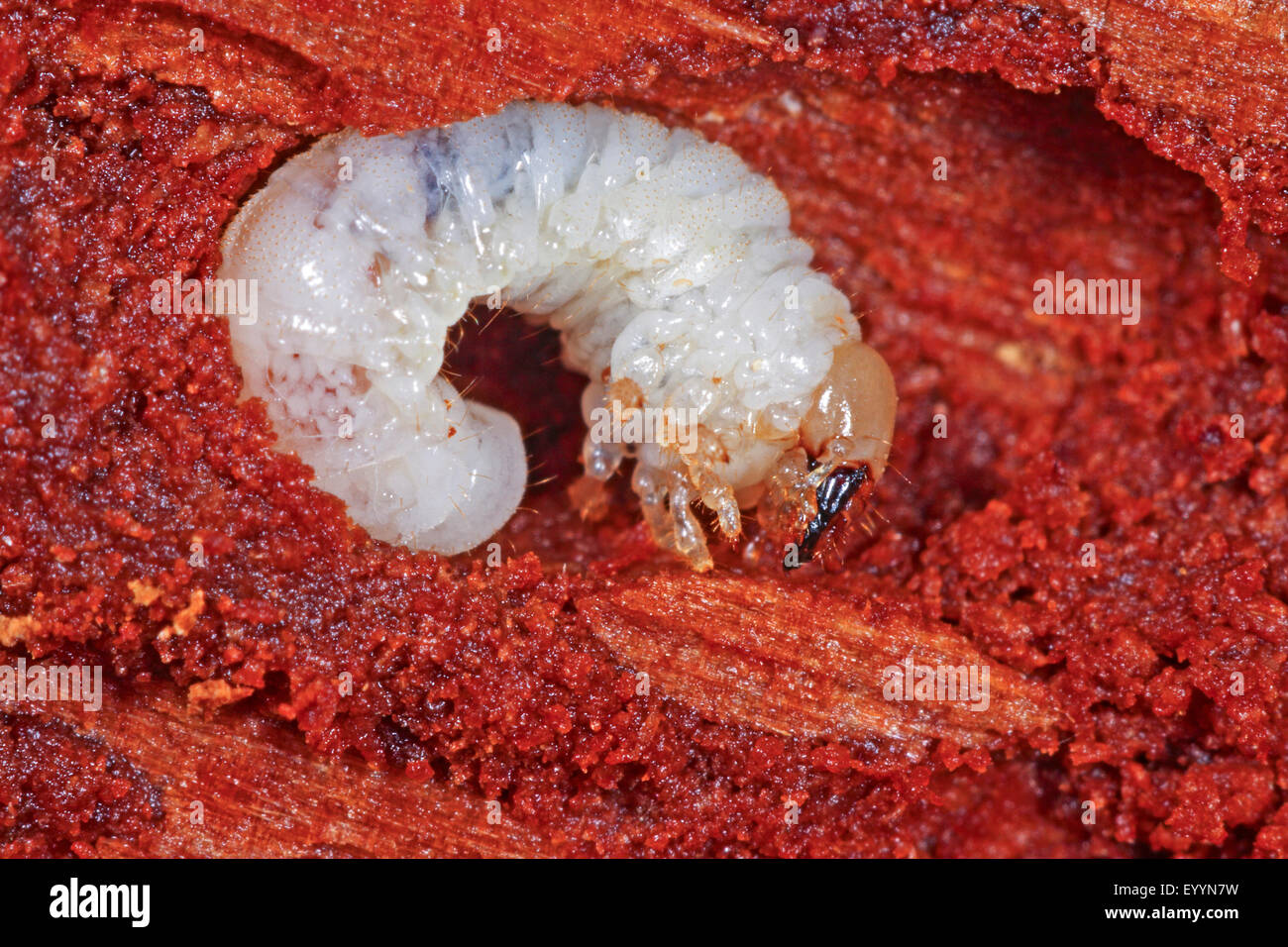 Grub (Aesalus scarabaeoides), beetle larva, Germany Stock Photo