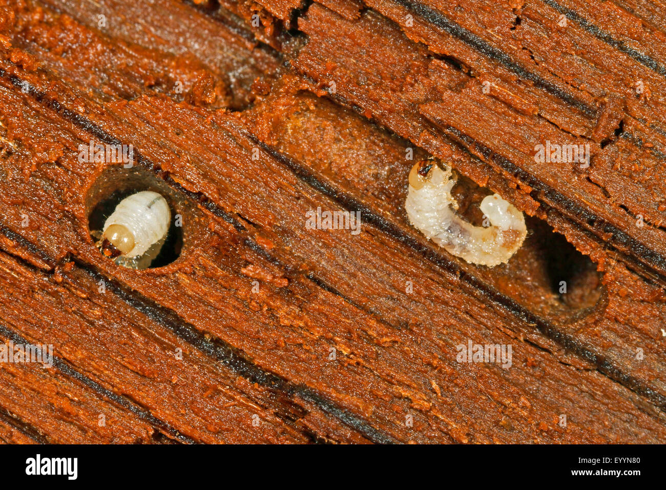 Grub (Aesalus scarabaeoides), beetle larvae, Germany Stock Photo