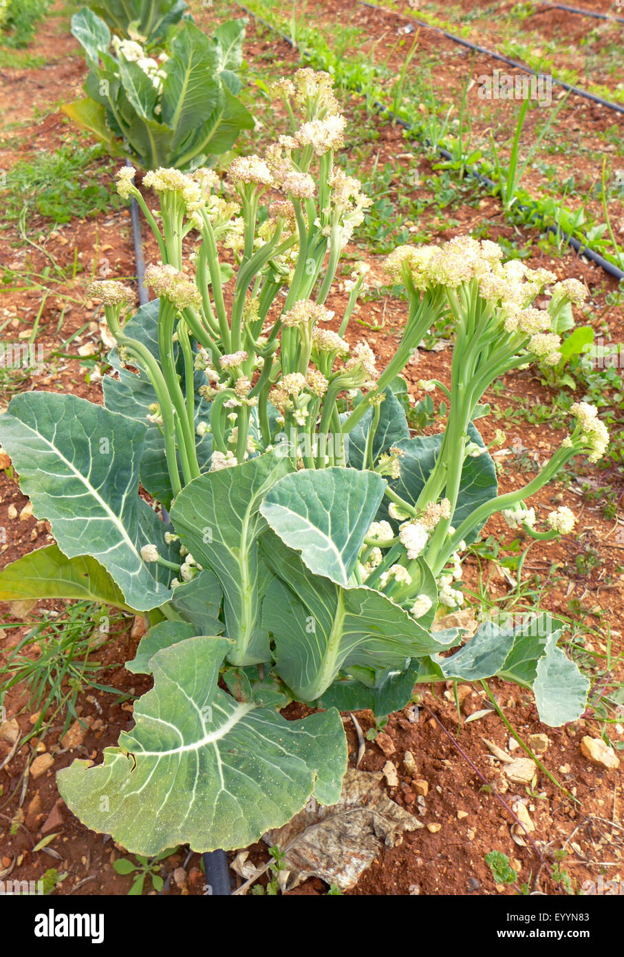 Cauliflower (Brassica oleracea var. botrytis), blooming, Spain