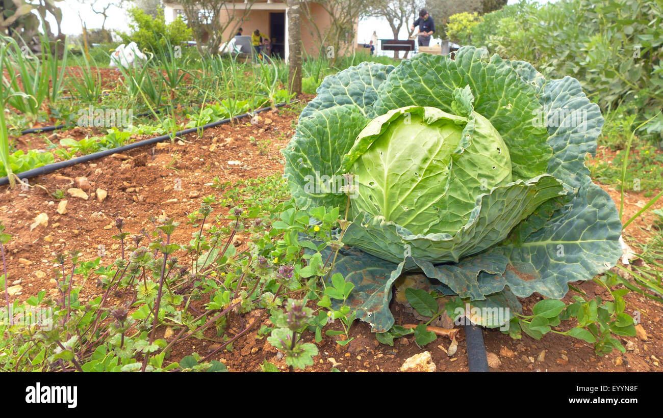 Cabbage head hires stock photography and images Alamy