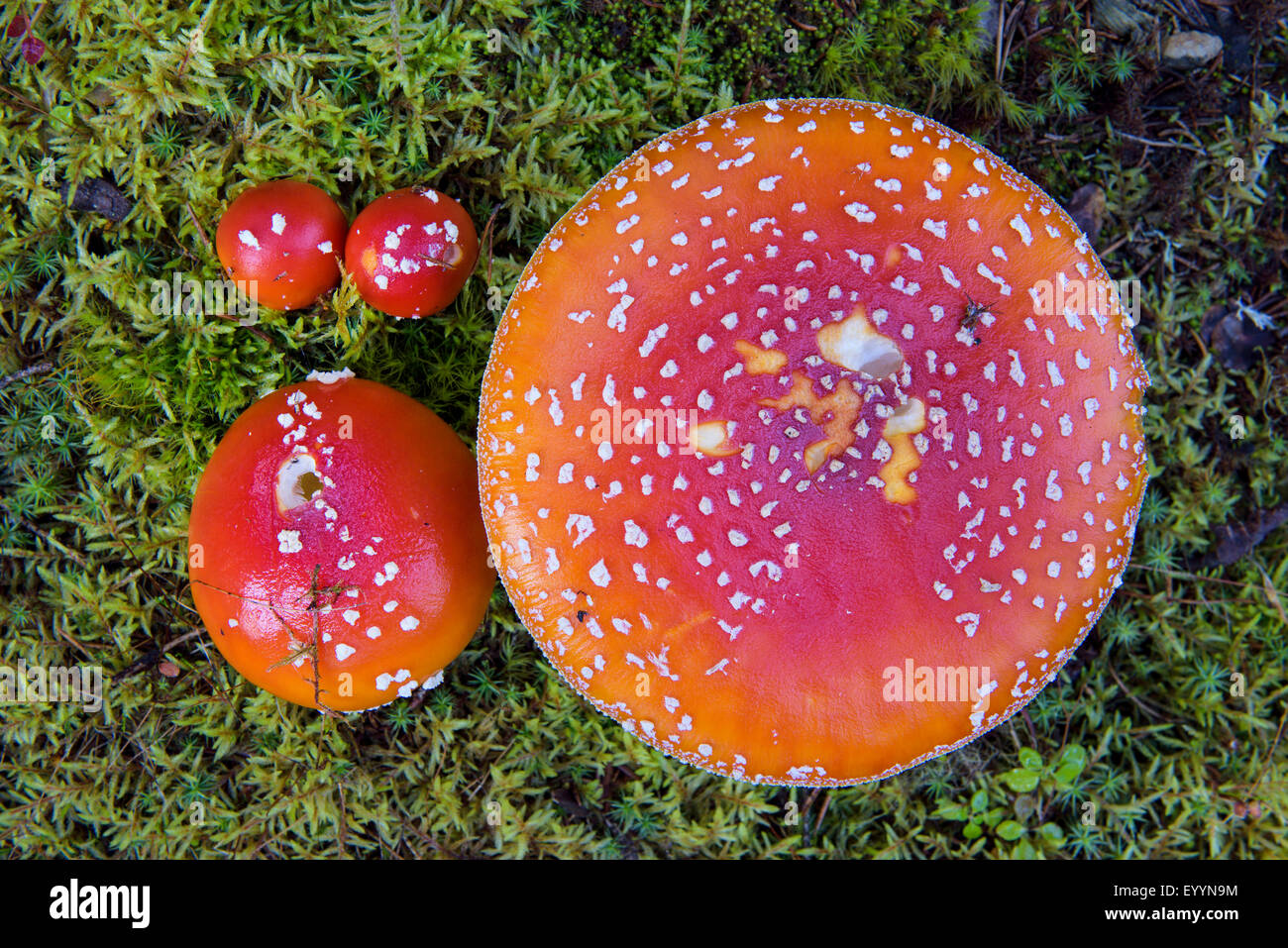 fly agaric (Amanita muscaria), group in fly agarics of differnt sizes, Finland Stock Photo