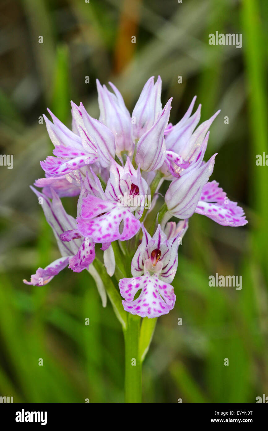 Three-toothed orchis (Orchis tridentata, Neotinea tridentata), raceme , Germany Stock Photo