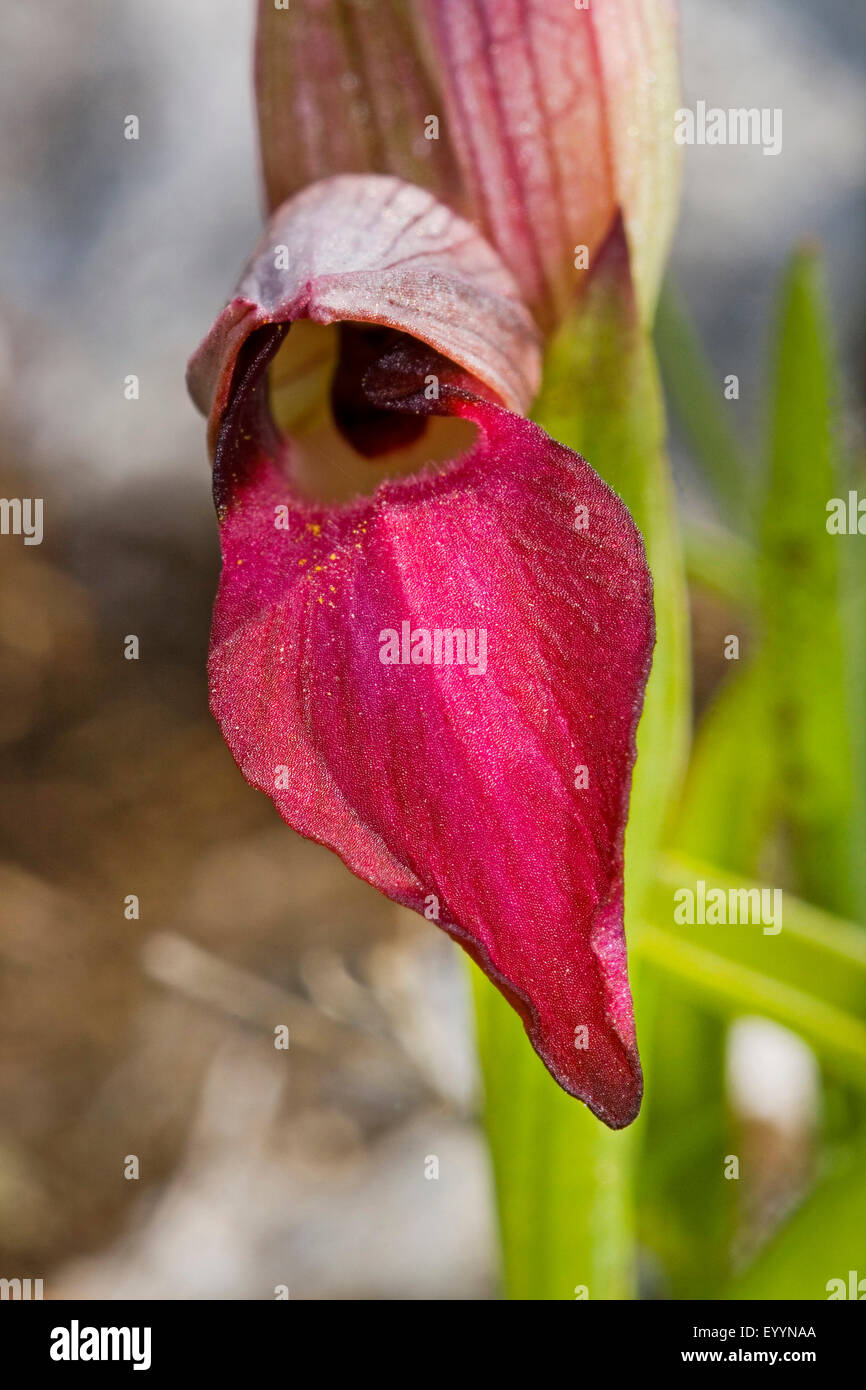 Tongue orchid (Serapias lingua), flowering Stock Photo