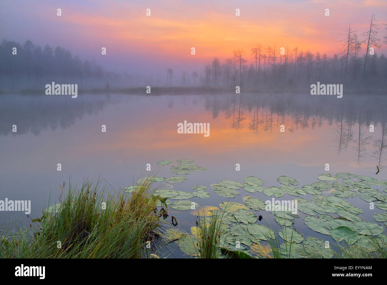 morning mood at a lake, Finland Stock Photo