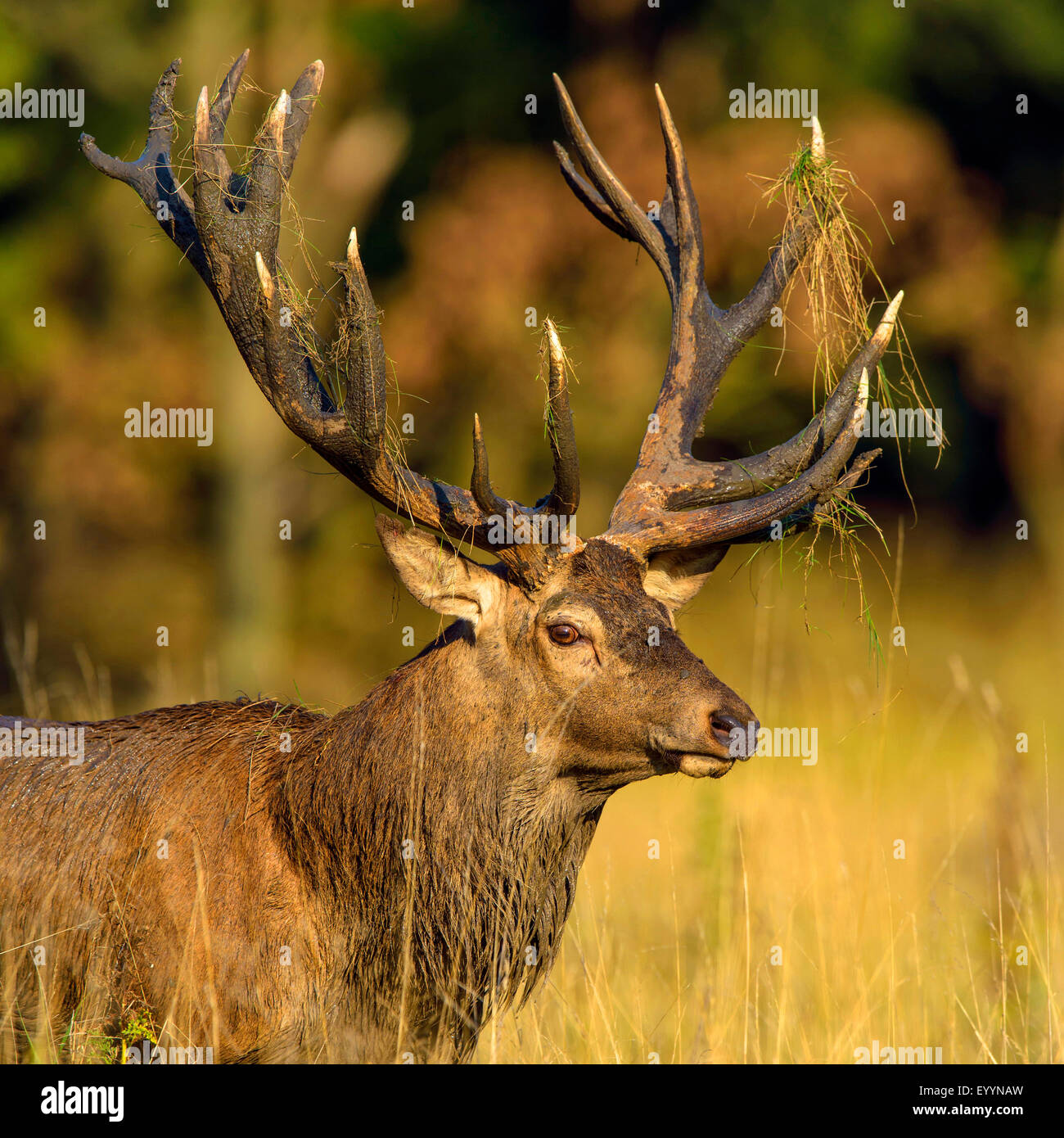 red deer (Cervus elaphus), portrait of a imposing stag, Denmark Stock Photo