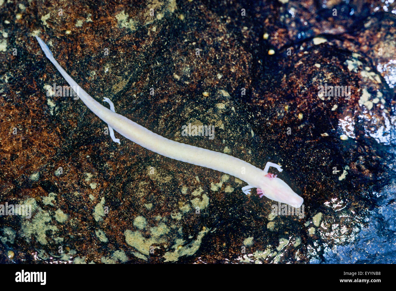 European olm, blind salamander (Proteus anguinus), on a stone under water Stock Photo