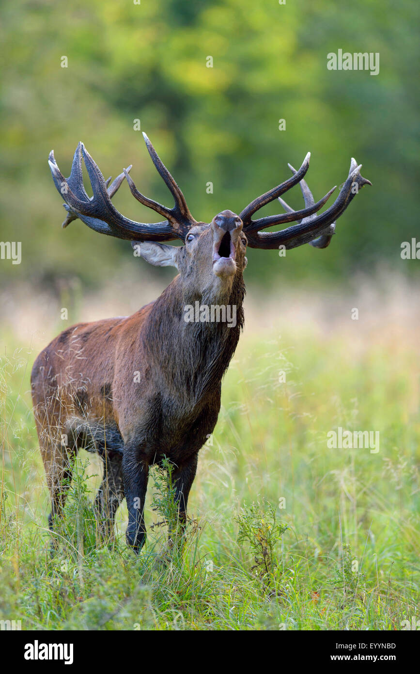 red deer (Cervus elaphus), roaring stag , Denmark Stock Photo