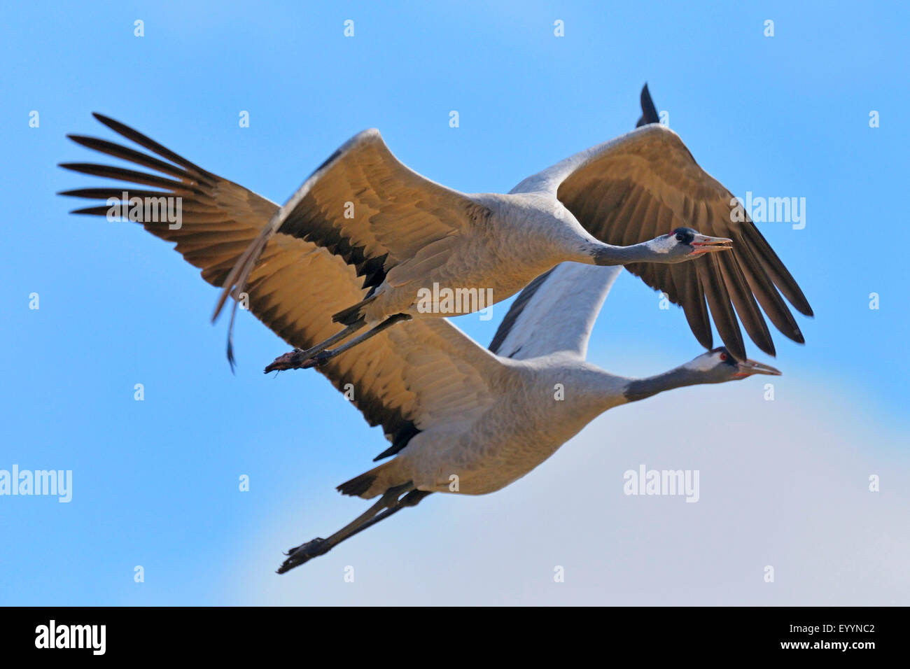 Common crane, Eurasian Crane (Grus grus), pair of cranes in flight, Sweden Stock Photo